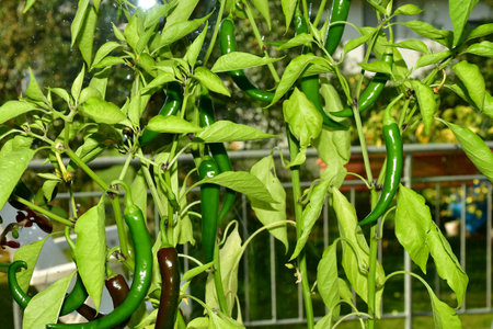 cayenne chili on its plant in a closeupの写真素材