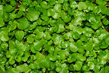 water cress in a closeupの写真素材