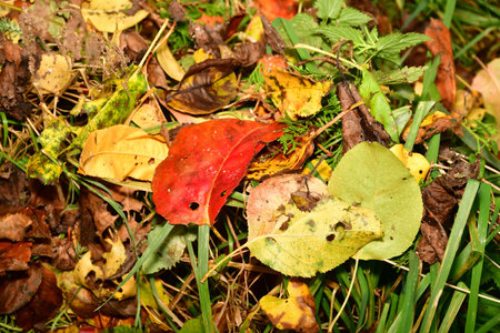 autumnal painted leaves in a heap in a meadowの写真素材