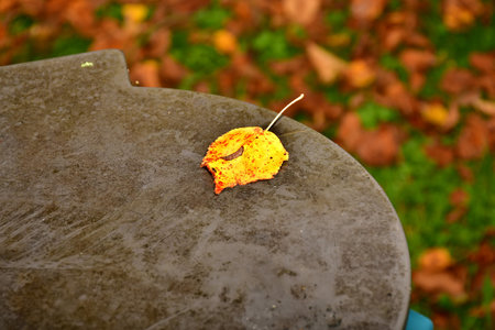 painted single leaf on a with fallen leaves in a blurred backgroundの写真素材