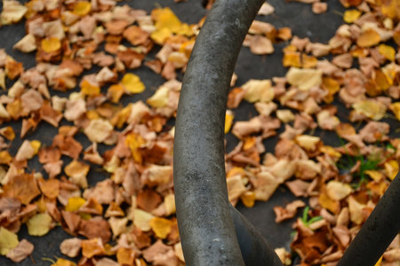 autumnal colored leaves on a street with an iron gridの写真素材
