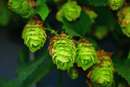hop with ripe cones in autumnの写真素材
