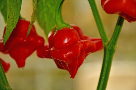 bishops crown chili on its plantの写真素材