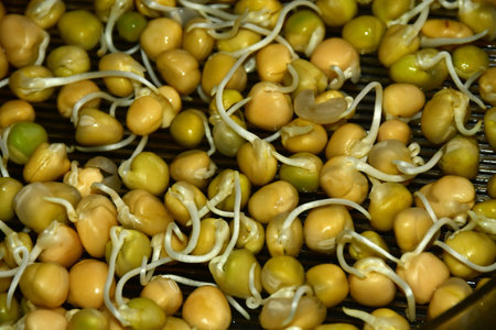 pea sprouts in a macro viewの写真素材