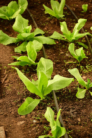 Sugar Leaf salad salad in a greenhouse with irrigation system with drip hoseの写真素材