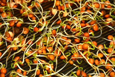 lentil sprouts in a macro viewの写真素材