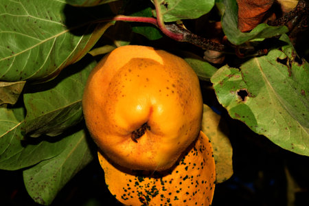 quince, ripe fruit on a treeの写真素材