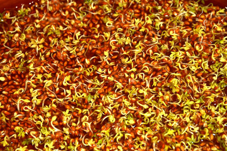 Alfalfa sprouts in a macro viewの写真素材