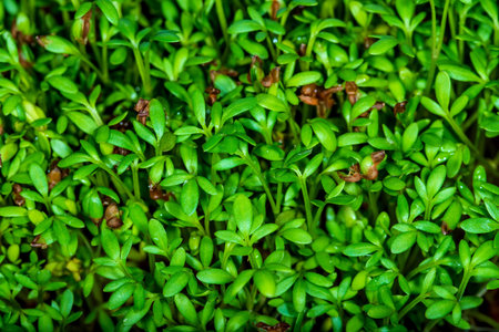 cress, young shoots in a closeupの写真素材