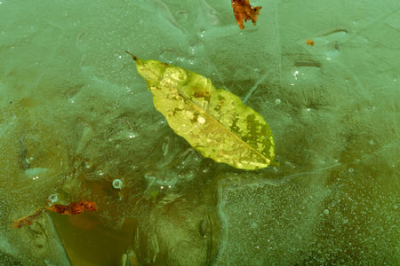 frozen leaf in green iceの写真素材