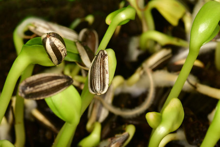 sunflower microgreen in a macro shotの写真素材