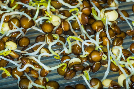 black lentil sprouts in a macro viewの写真素材