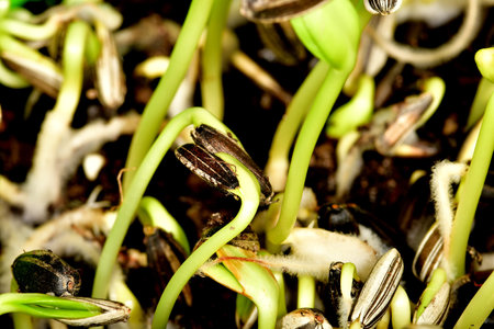 sunflower microgreen in a macro shotの写真素材