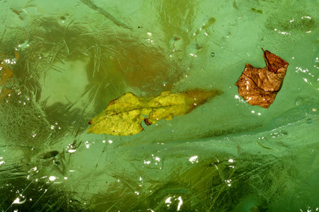 frozen leaves in green iceの写真素材