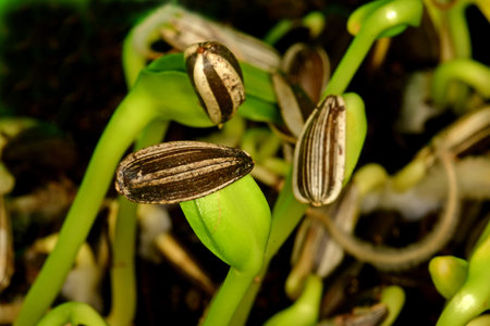 sunflower microgreen in a macro shotの写真素材