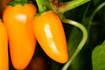 yellow ripe jalapeno chili on its plantの写真素材