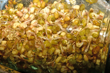 mung bean sprouts in a germination glassの写真素材