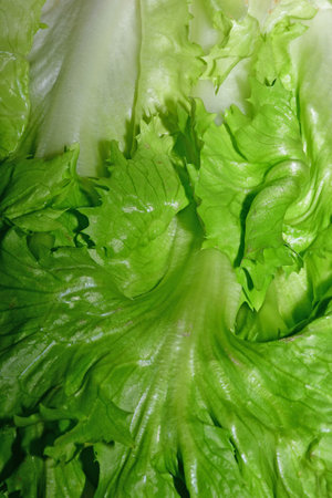 fresh endive salad in a closeup