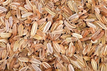 fennel seeds, spice and medicinal drugの写真素材