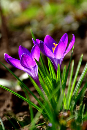 Crocus in early spring in a German gardenの写真素材