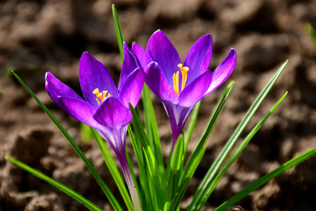 Crocus in early spring in a German gardenの写真素材