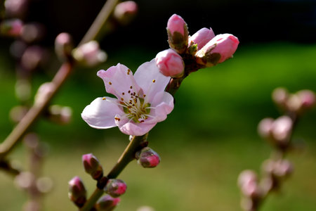 Peach tree with flowers in springの写真素材