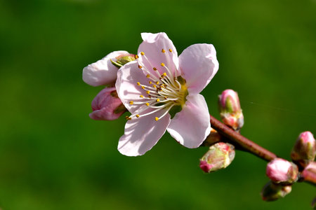 Peach tree with flowers in springの写真素材