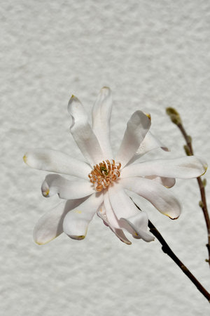 star magnolia with white blossom in springの写真素材