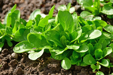corn salad in spring in a German gardenの写真素材