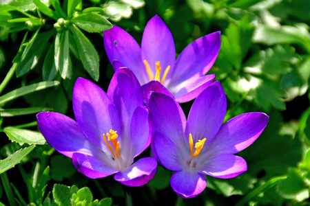 Crocus in early spring in a German gardenの写真素材
