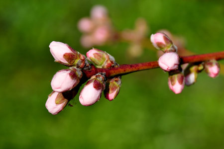 Peach tree with closed flowers in springの写真素材
