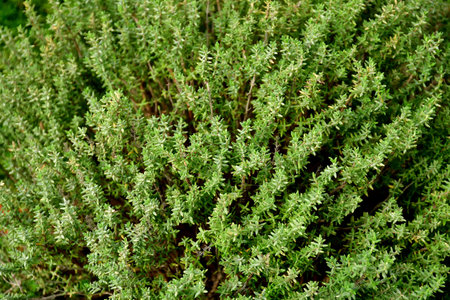 Thyme in a closeup in early springの写真素材