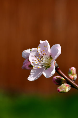Peach tree with flowers in springの写真素材