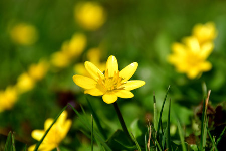 pilewort flower in spring in a German gardenの写真素材