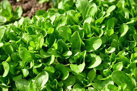 corn salad in spring in a German gardenの写真素材