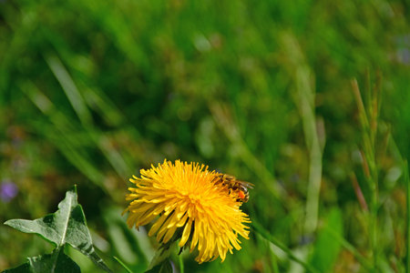 bee on a dandelion flower