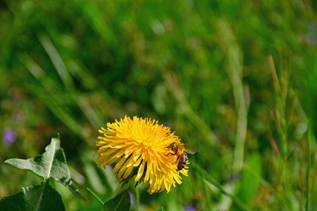 bee on a dandelion flowerの写真素材