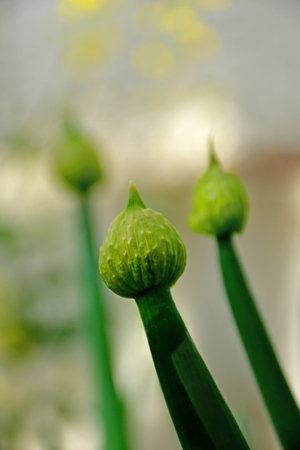 spring onion with flower and blurred backgroundの写真素材