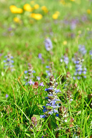 blue bugle medicinal plant with flowerの写真素材