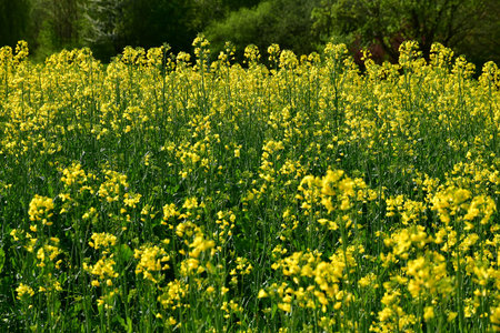 rape field with flowers in Germany in springの写真素材