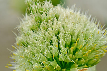spring onion with flower and blurred background