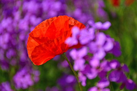 poppy within a field of damask violetの写真素材