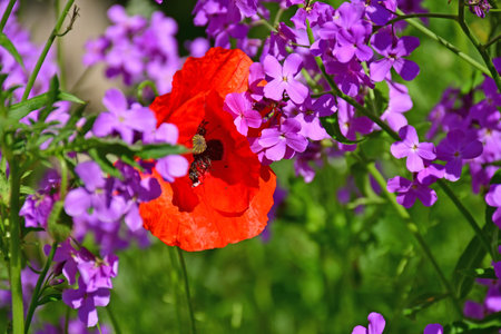 poppy within a field of damask violetの写真素材