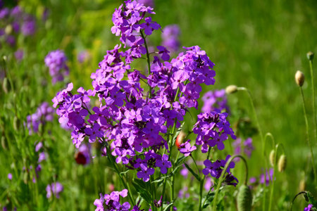 Hesperis matronalis, damask violet in a green meadowの写真素材