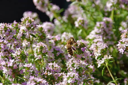 Thyme with flowers in a closeup in early spring with beeの写真素材