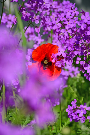 poppy within a field of damask violetの写真素材