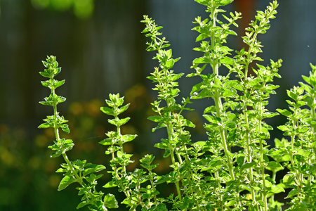 Marjoram in a German gardenの写真素材