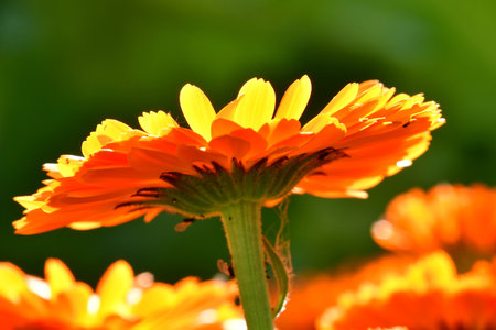 marigold, medicinal herb with flowersの写真素材