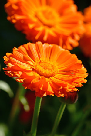 marigold, medicinal herb with flowersの写真素材