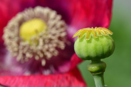 poppy with capsule in a garden in Germany in summer, background flower blurredの写真素材